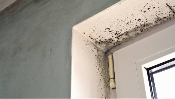 Best Mold Odor Removal Services  in Coaldale, PA