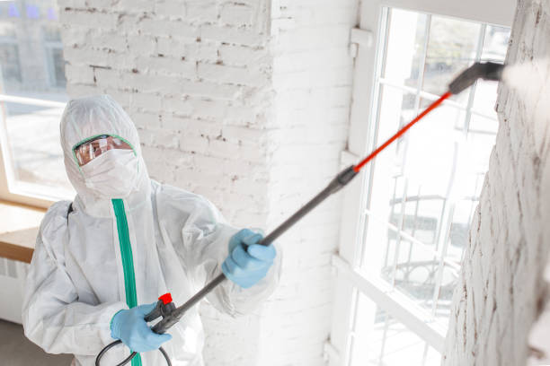Environmental Consulting for Mold Prevention in Coaldale, PA