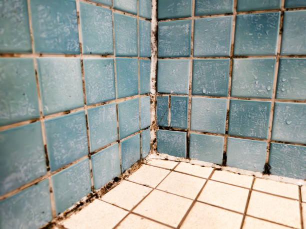 Reliable Coaldale, PA Mold Removal Solutions