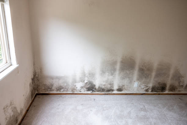 Best Mold Damage Restoration  in Coaldale, PA