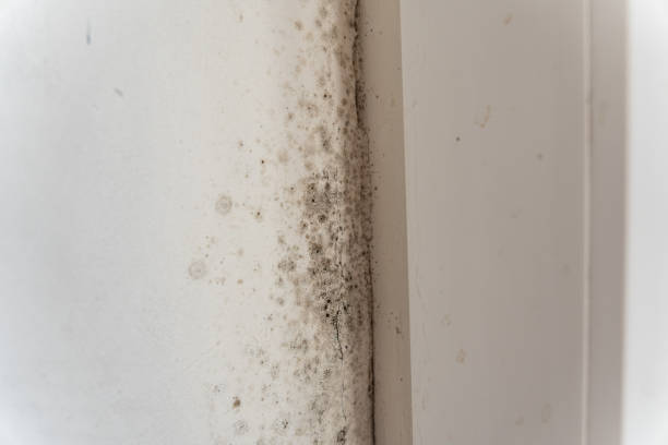 Best HVAC Mold Inspection and Cleaning  in Coaldale, PA